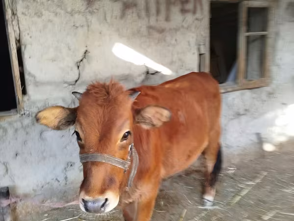 İnək, Mal-qara