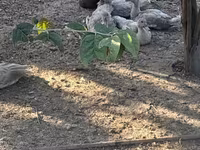 Ducks — الصورة 3