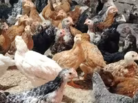 Chickens — photo 3