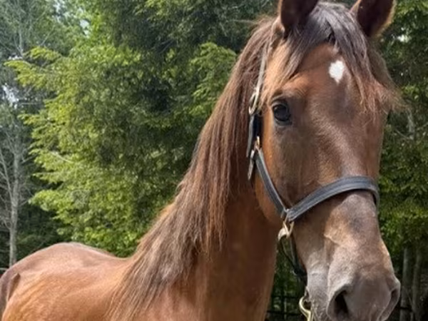 घोड़ी, Dutch warmblood horse