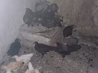 Chickens — Foto 4
