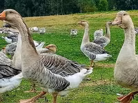 Geese — 7-rasm