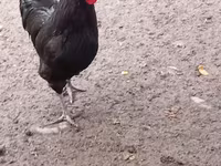 Australian Pit Game fowl — photo 2