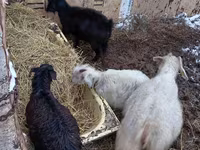 山羊（批次，未指定性别）, Goats — 照片 3