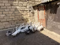 Geese — photo 4