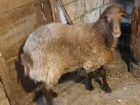 Ram, Sheep — photo 2