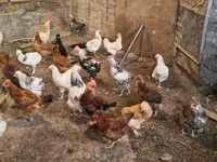 Chickens — foto 2