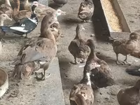 Ducks — Foto 4