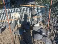 Geese — foto 4