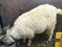 Kozioł, Kozy — zdjęcie 2