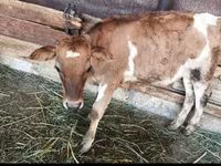Cow, Cattle — photo 1