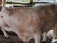 Bulle, Simmental cattle — Foto 1