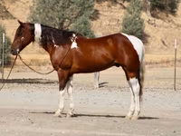 At, American paint horse — foto 2