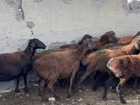 Qoç, Hissar sheep — foto 2