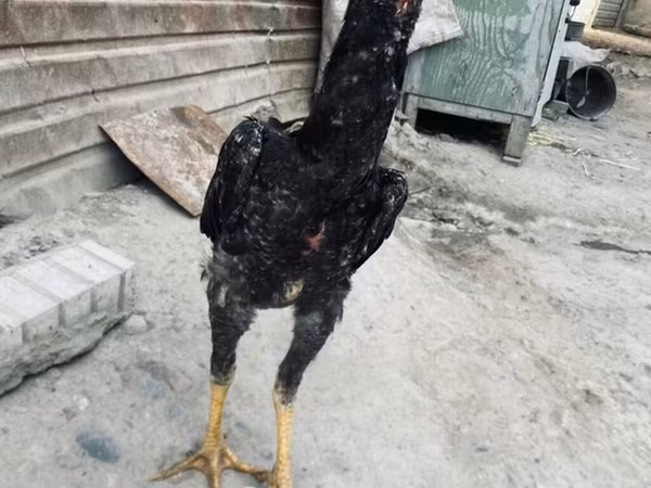Derbişir Qırmızı Toppalı