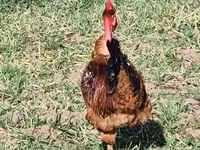 Brahma — foto 4
