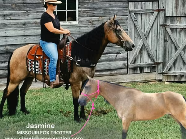 Stute, Missouri foxtrotter