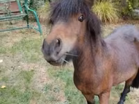 Koń, Shetland Pony — zdjęcie 2