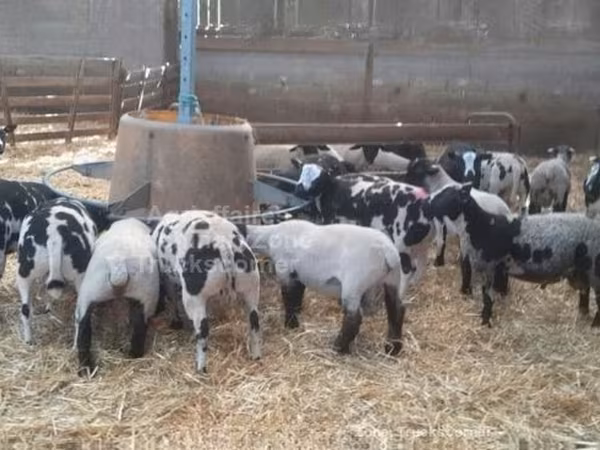 كبش, Zwartbles sheep