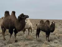 Tuya lar (partiya, jinsi ko‘rsatilmagan), Kazakh Bactrian camel — 1-rasm