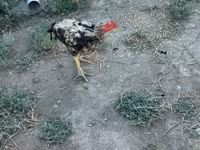 Chickens — photo 6