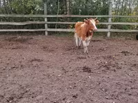 Cow, Cattle — photo 4