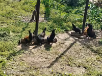 Yapon Bantam — foto 4