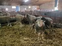 Oveja, Ile-de-France sheep — foto 3