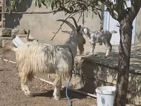 Goat, Goats — photo 1