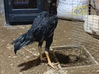 Chickens — foto 3