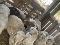 भेड़, Blackheaded Persian sheep — फ़ोटो 4