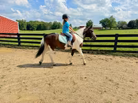 At, Pinto horses — foto 5