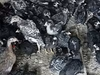 Avstraliya Pit Game quşu — foto 1