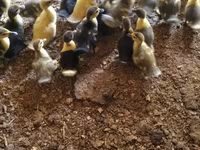 Ducks — الصورة 1