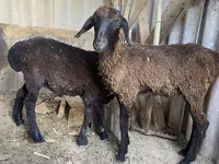 Qoç, Kazakh fat-tailed coarsewool sheep — foto 2