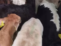 Buğa, Simmental cattle — foto 3
