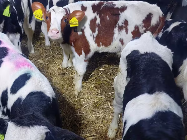 Bulle, Simmental cattle