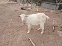 Koza, Saanen goat — foto 2