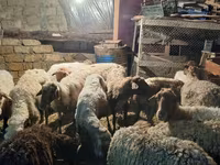 Oveja, Ovejas — foto 2