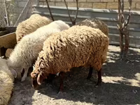 Oveja, Ovejas — foto 3