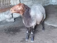 Ram, Sheep — photo 4