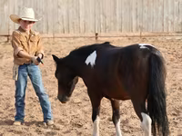 At, Pinto horses — foto 8