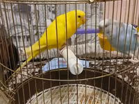 Qefesle birlikde 40m tek Qus 30m — фото 2