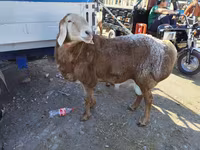 Qoç, Arashan sheep — foto 5