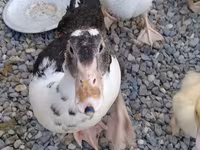 Domestic Muscovy — photo 5