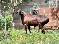 Carnero, Ovejas — foto 1