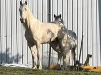 At, Kentucky mountain daddle horse — foto 3