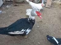 Ducks — photo 1