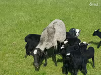 Schaf, Romanov sheep — Foto 8