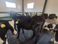 Krava, Russian Black pied cattle — foto 5
